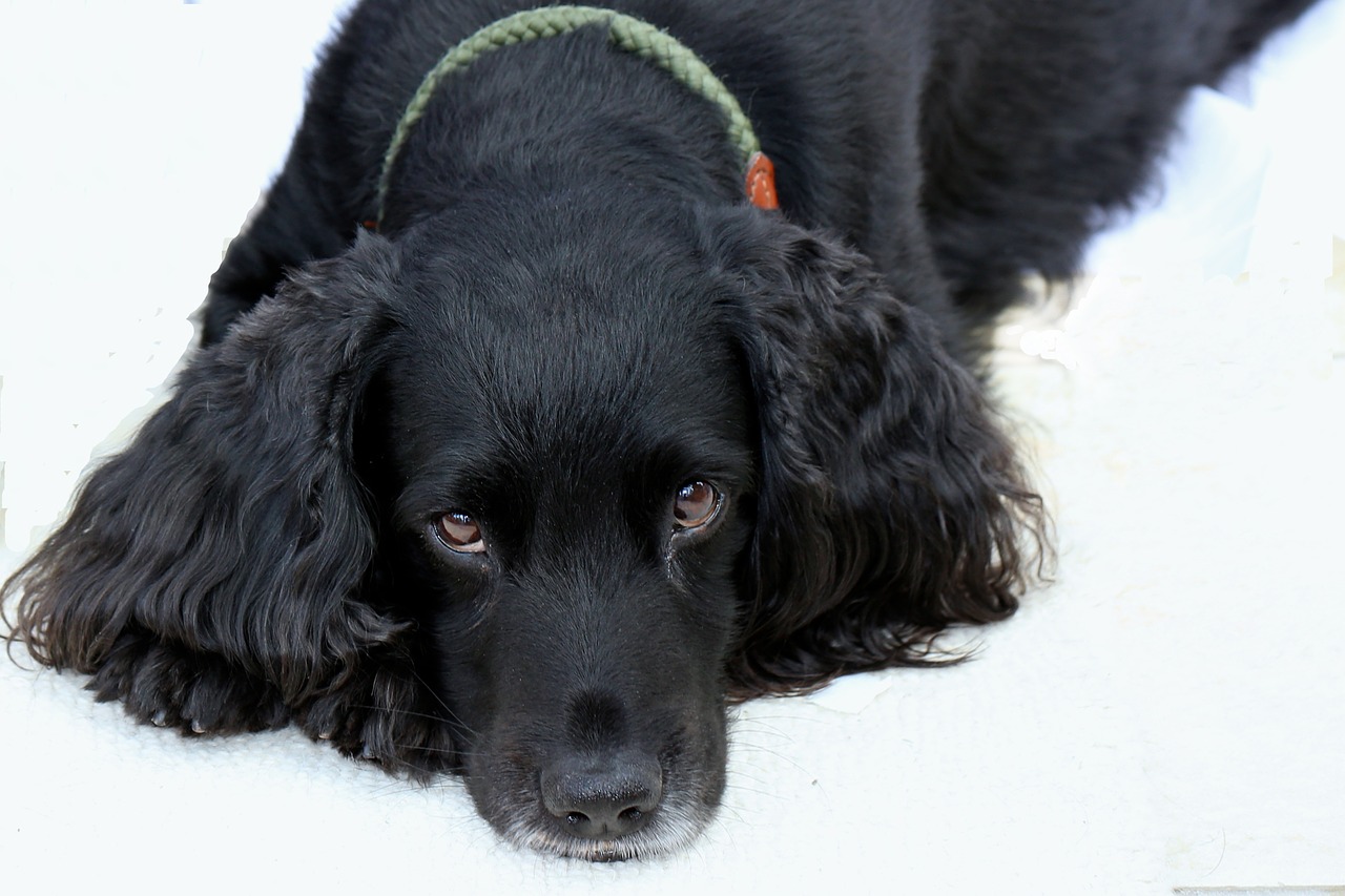Donna offre una ricompensa di 10mila euro per chi trova il suo cucciolo di cocker spaniel svanito nel nulla mentre passeggiavano in un bacino idrico