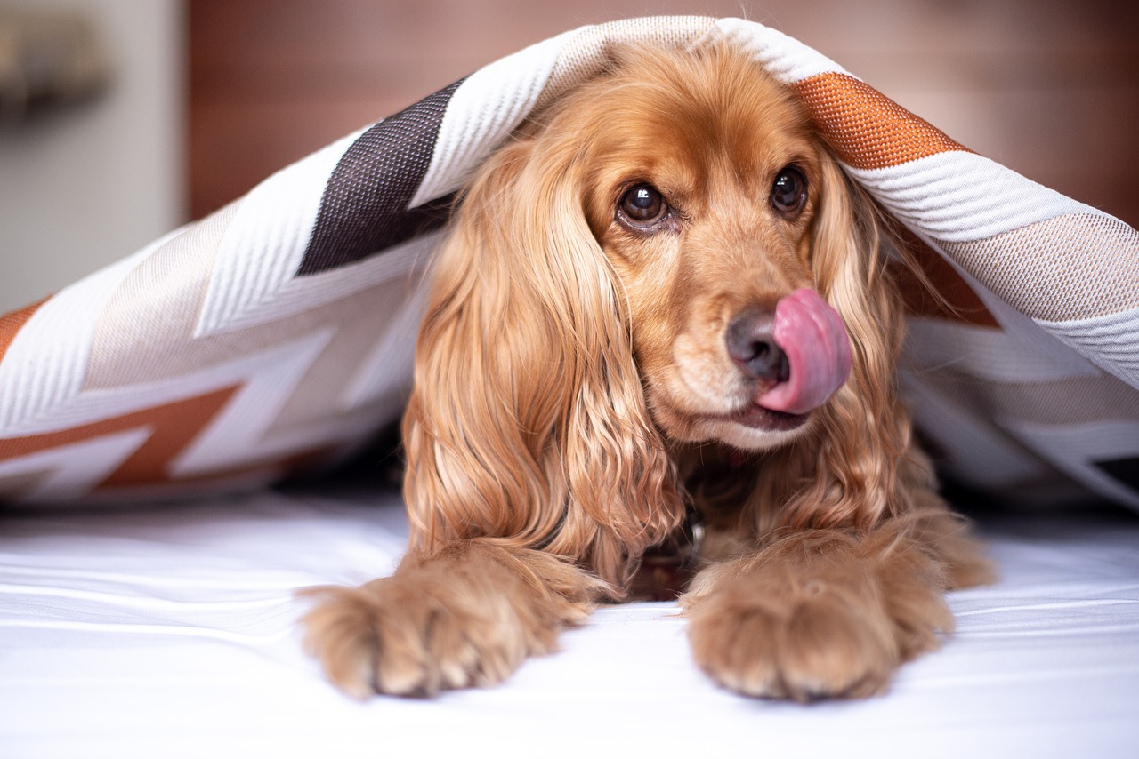 Cocker Spaniel nella valigia