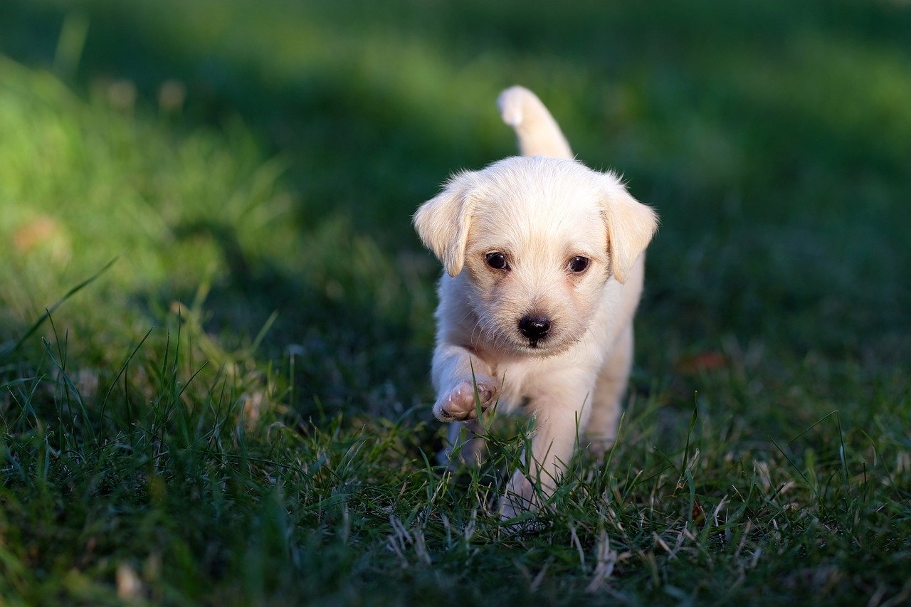 cuccioli abbandonati in un canale di scolo