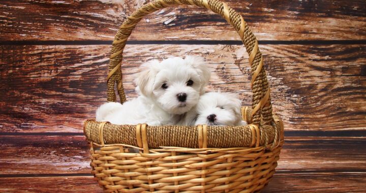 Cuccioli dell'est in uno scatolone