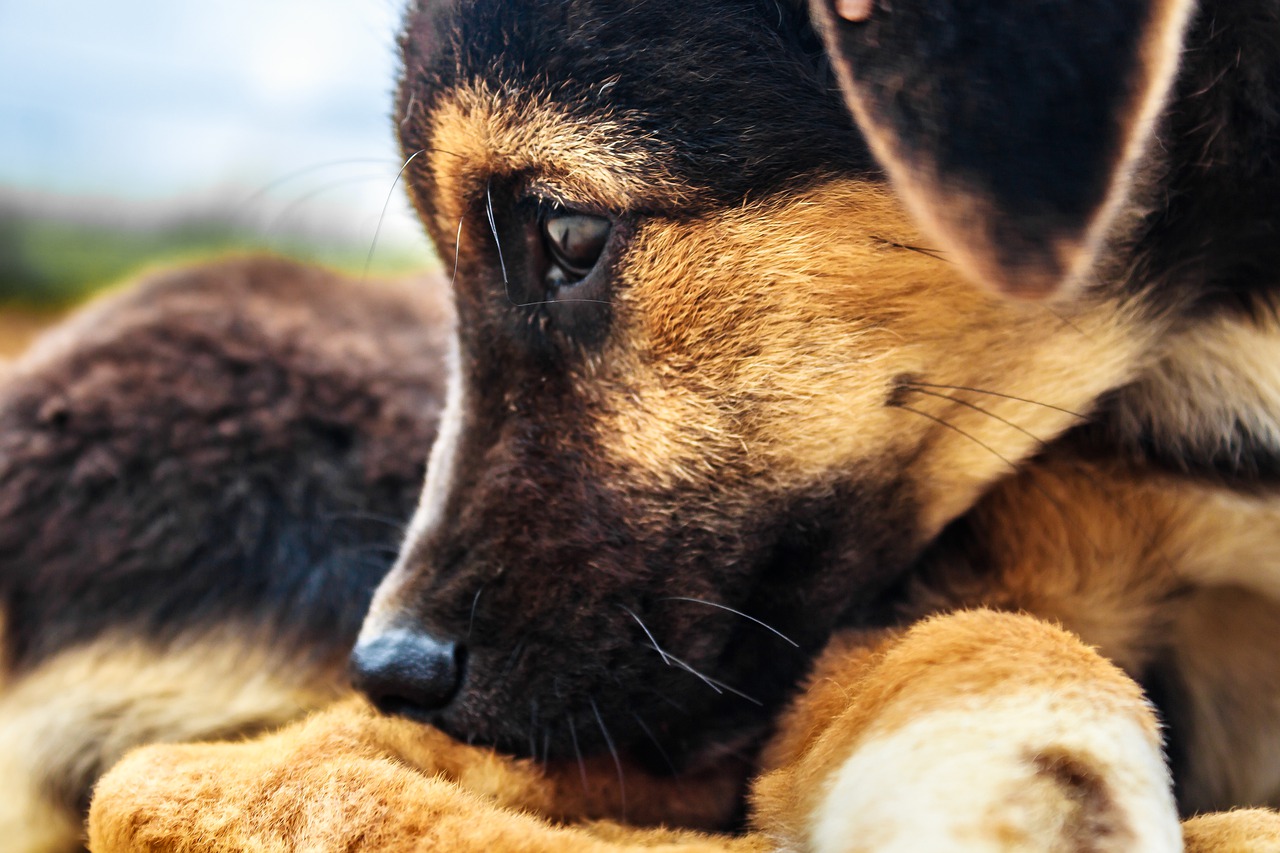 Cuccioli salvati dal proprietario