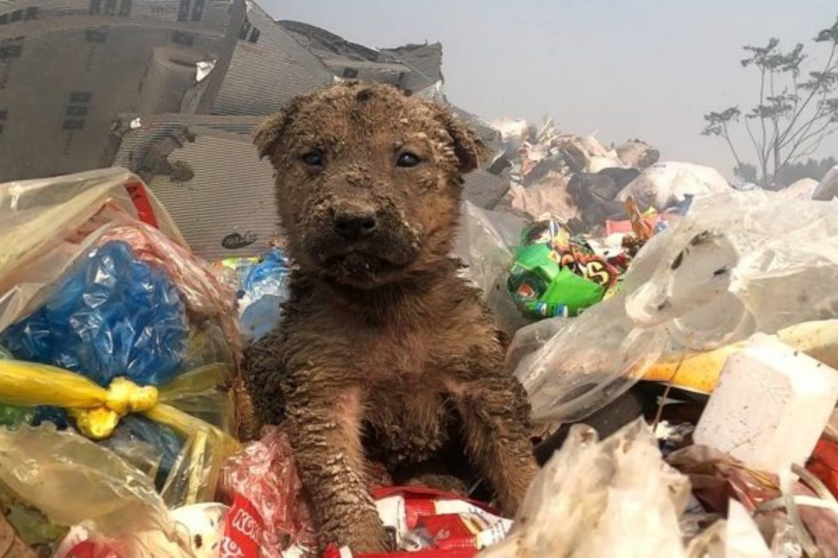 cucciolo abbandonato discarica