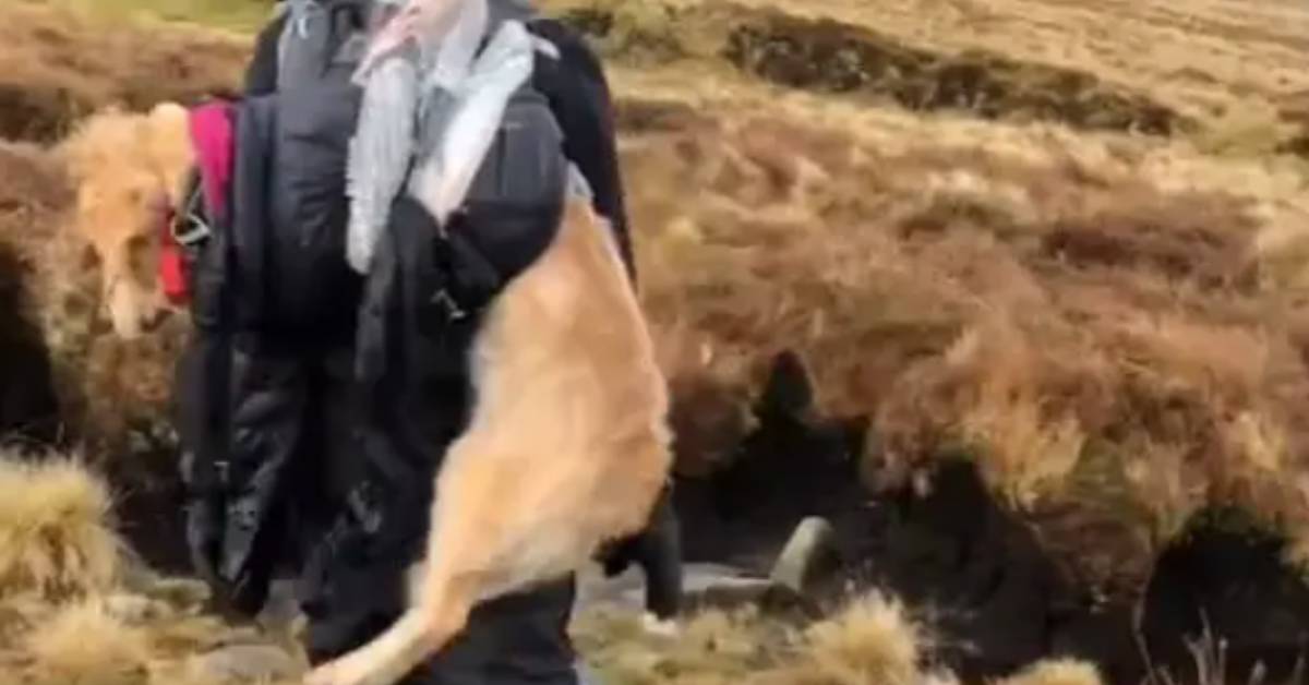 Portava quel cucciolo di Labrador mezzo congelato in una sacca agganciata sulla schiena, le sue intenzioni erano chiare (VIDEO)