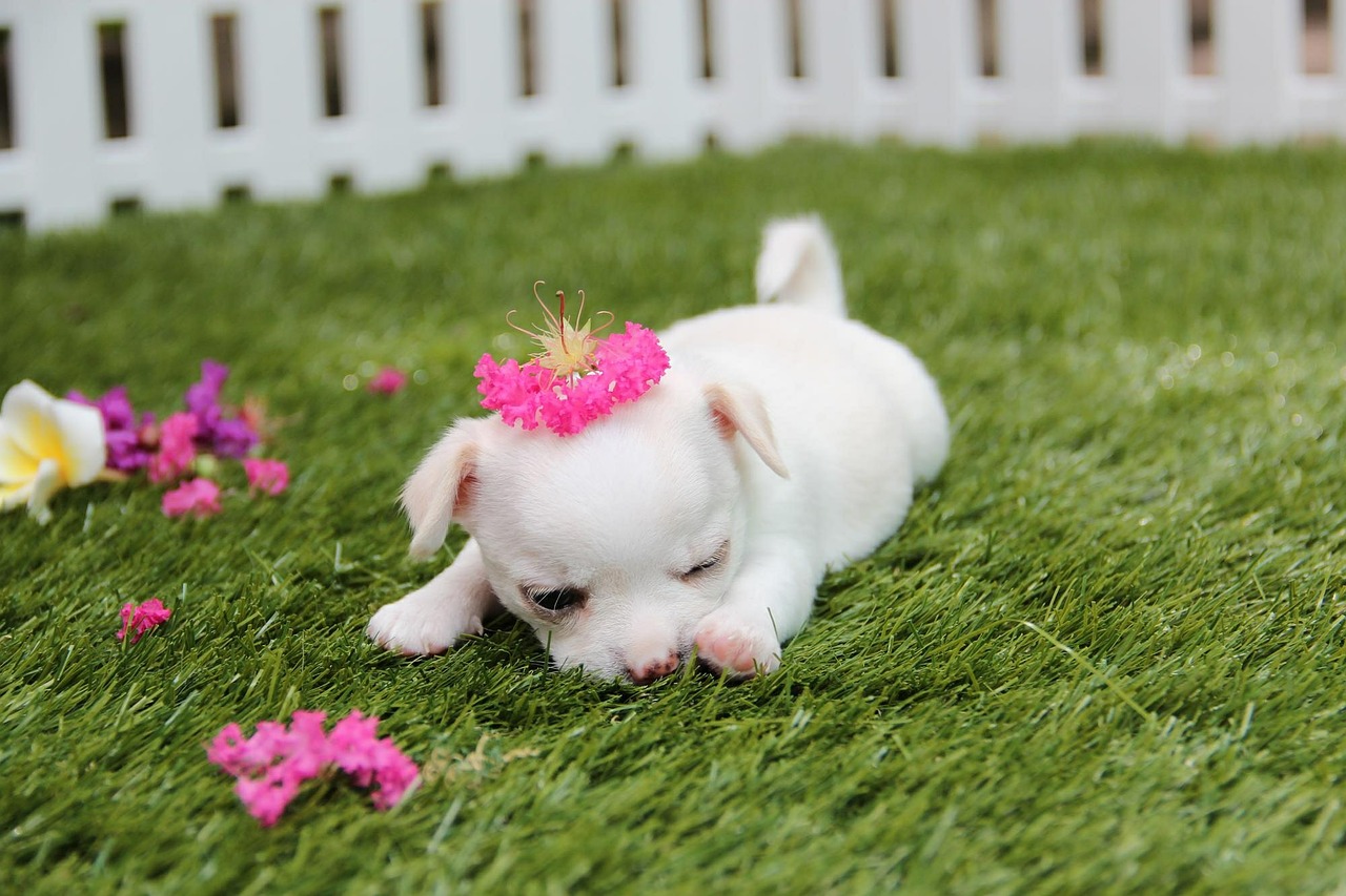 Cucciolo di chihuahua