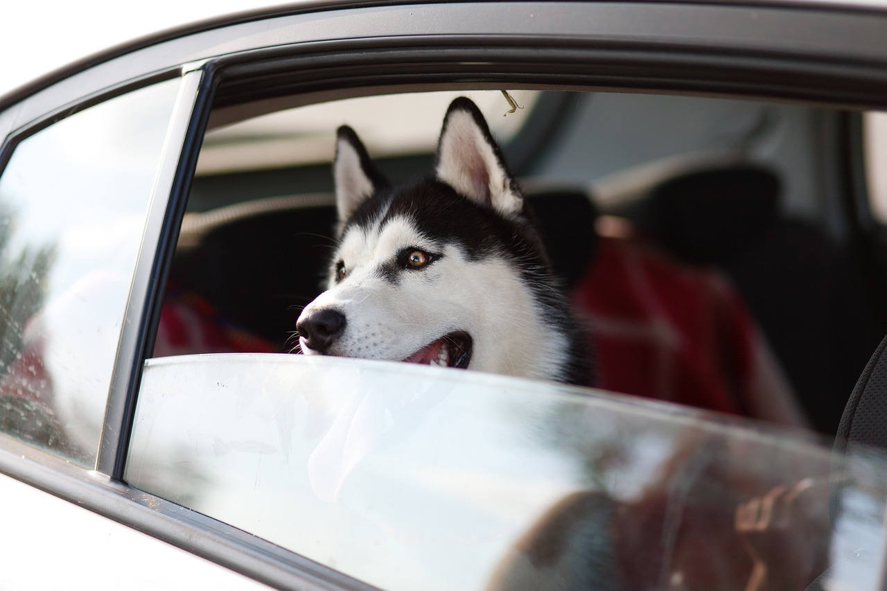 Cucciolo di Husky intrappolato