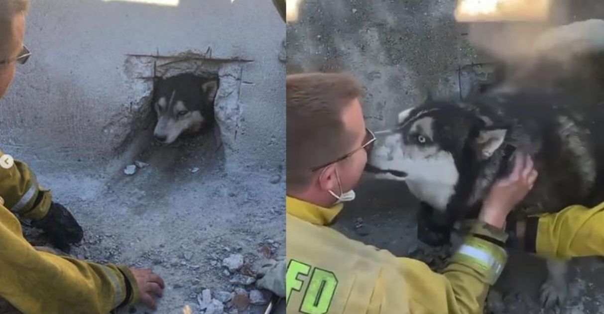 Cane liberato dal tombino