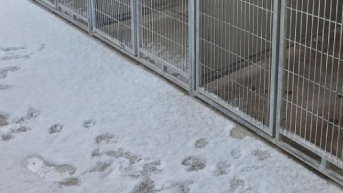 Cucciolo di quattro mesi abbandonato fuori un rifugio