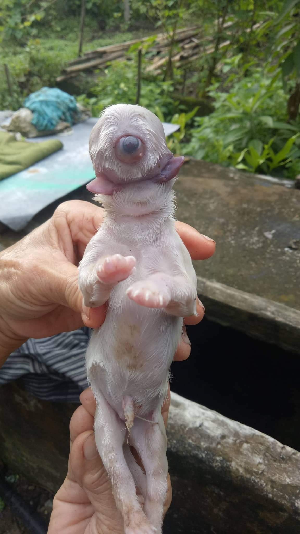 Il cane di nome Ciclope