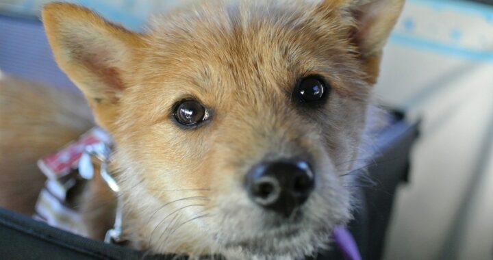 Cane paralizzato gettato nell'immondizia con le zampe legate affronta un lungo percorso di riabilitazione: il risultato è spettacolare (VIDEO)