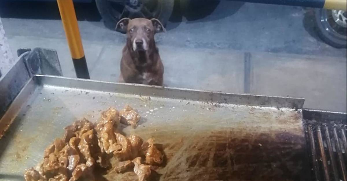 Cucciolo randagio aspetta pazientemente la chiusura del ristorante per ricevere un po’ di cibo. Il gesto del proprietario