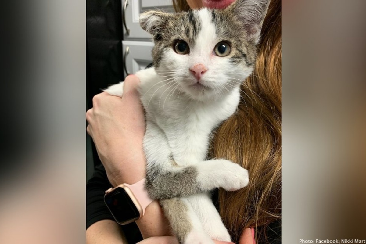 Le gravi condizioni di Diddy, il gattino abbandonato insieme ai suoi fratellini