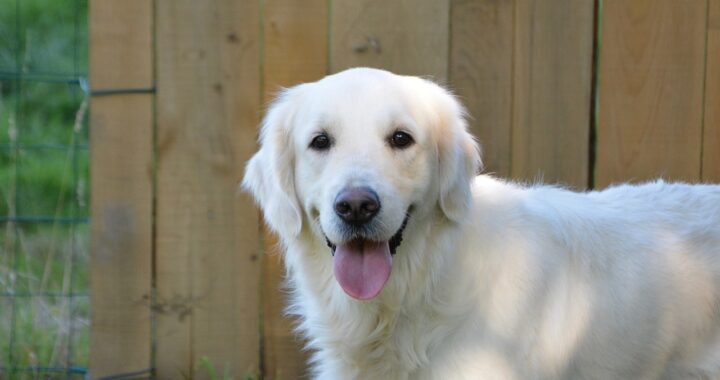 Golden Retriever va a trovare ogni giorno una coppia di anziani ma il suo gesto ha una spiegazione triste