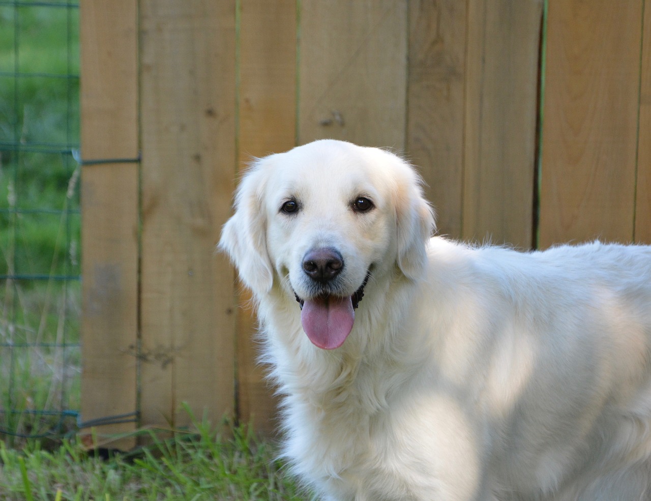 Cheddar è un Golden Retriever