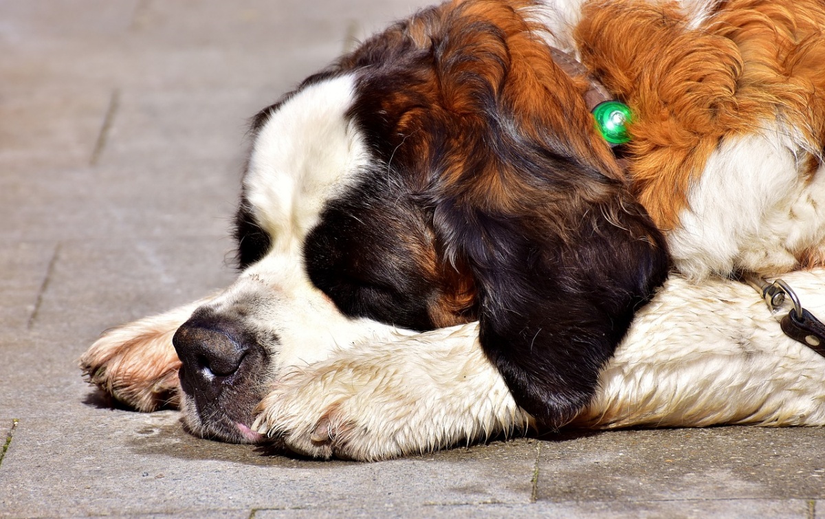 Roma, pit bull attacca donna di 50 anni 