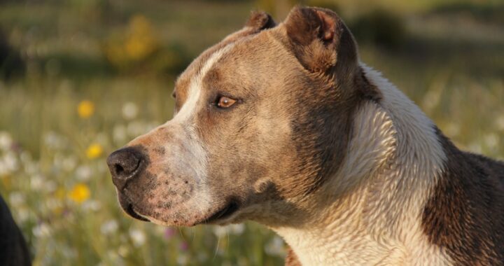 ROMA - Donna di 50 anni attaccata da un pit bull, perde tre dita. Rabbia per il gesto commesso dalla proprietaria