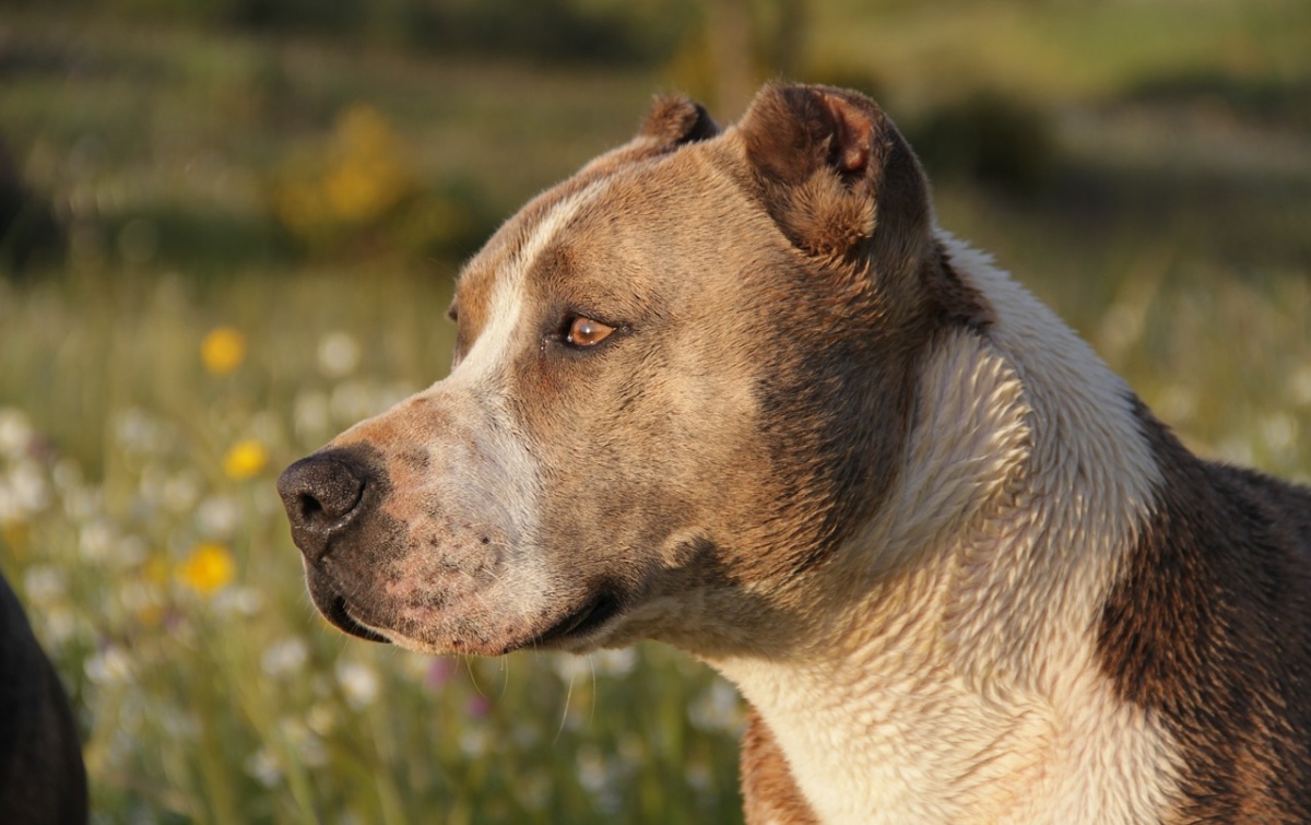 Roma, pit bull attacca donna di 50 anni