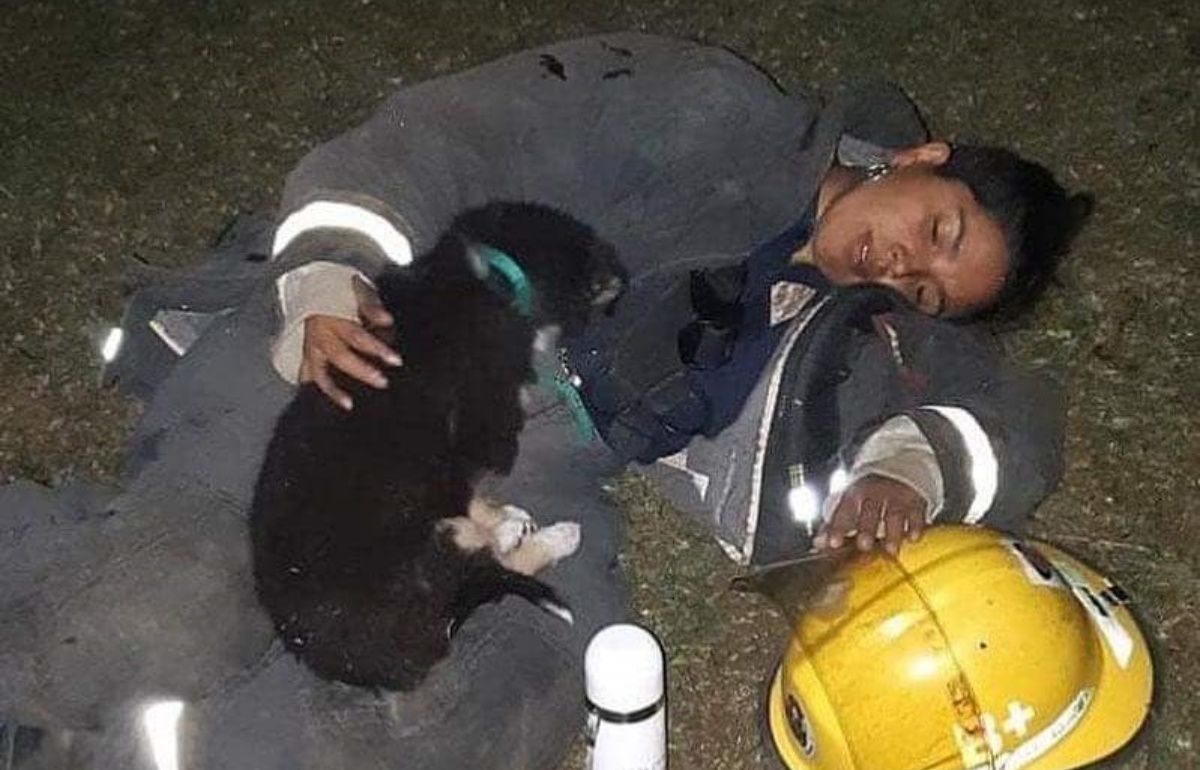 La foto diffusa della donna pompiere stremata, che protegge un cane: la storia che si cela dietro di lei