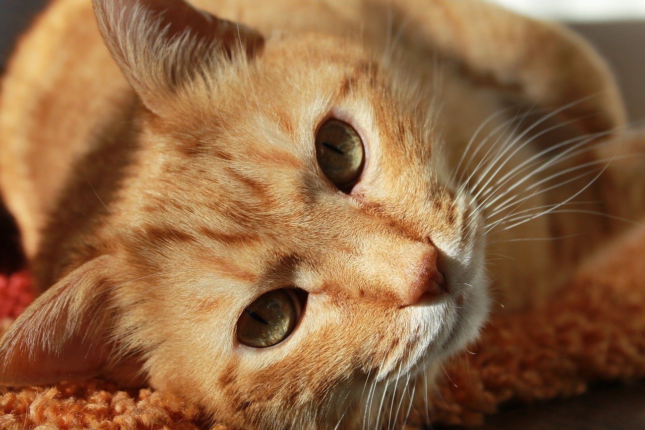 Donna sempre stanca mette una telecamera e scopre cosa faceva di notte il suo gatto (VIDEO)