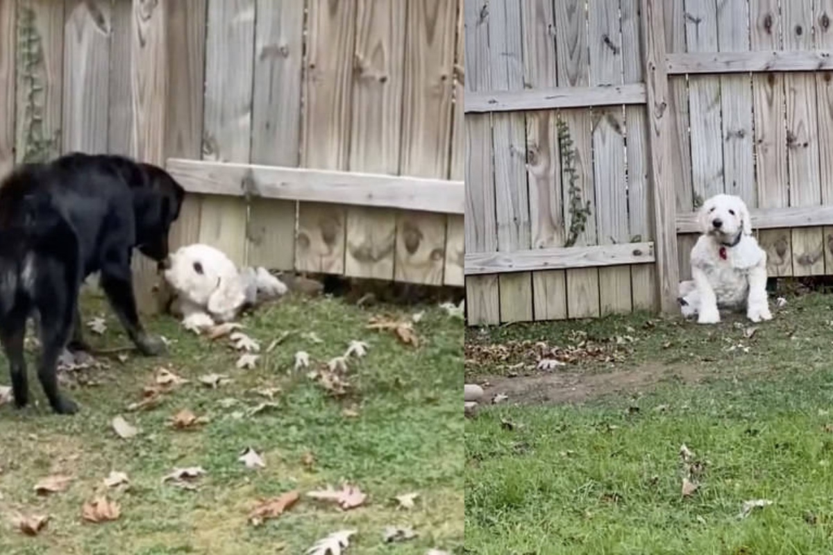 Dory, il cane che passa sotto la staccionata per conoscere il suo nuovo vicino a quattro zampe