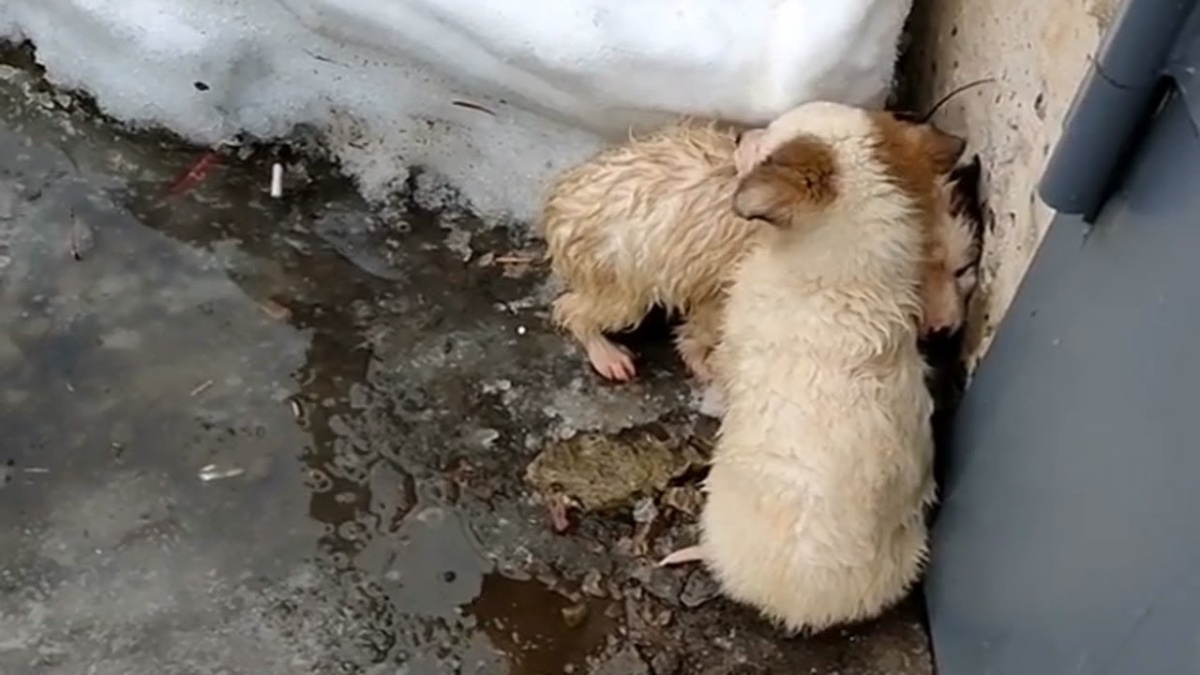 Il salvataggio di due cuccioli