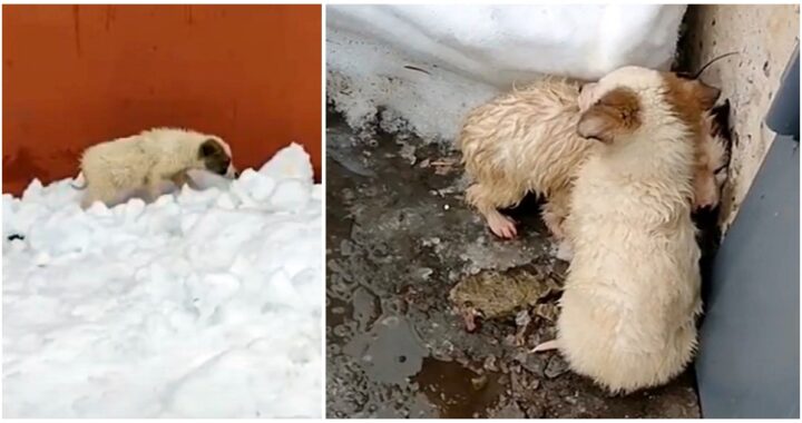Gettati in mezzo alla neve, tremavano per il freddo e per la paura: "Si rannicchiavano uno sull'altro per cercare di scaldarsi"