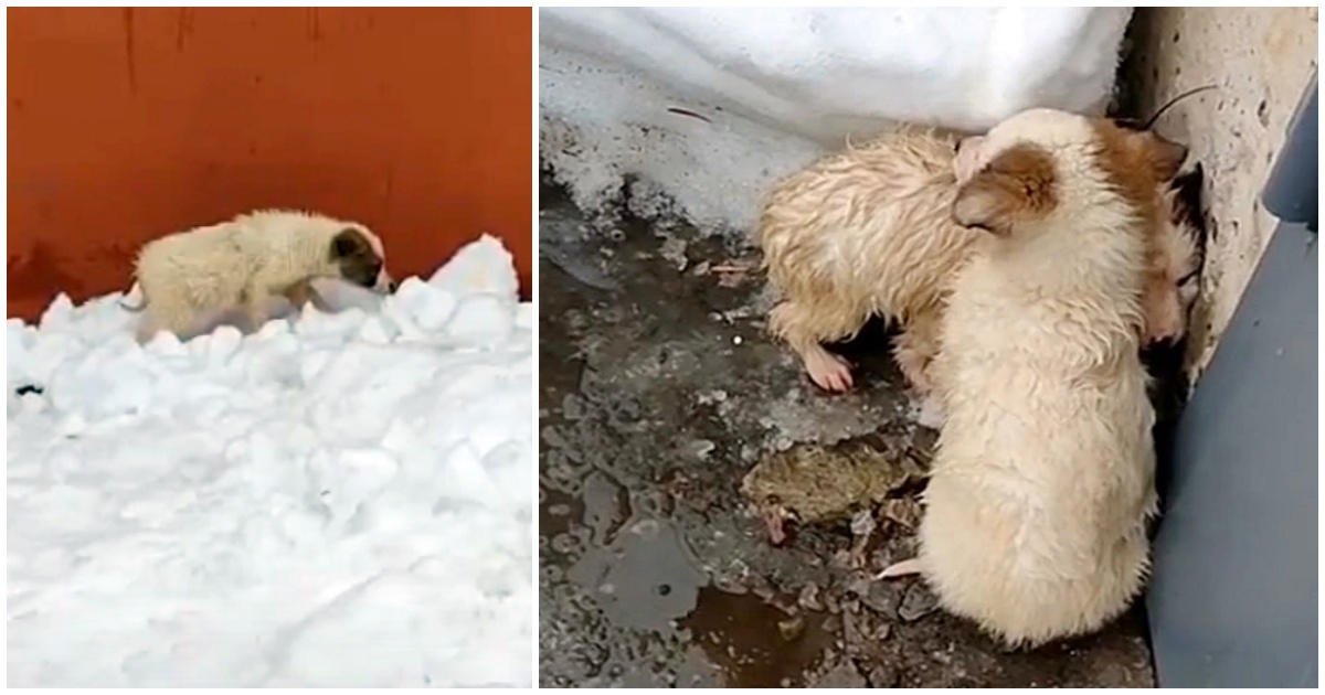 Gettati in mezzo alla neve, tremavano per il freddo e per la paura: “Si rannicchiavano uno sull’altro per cercare di scaldarsi”
