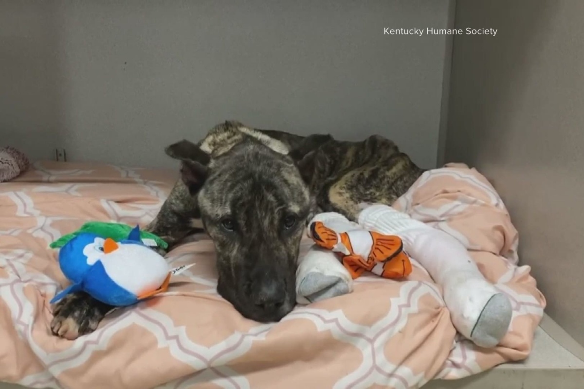 Ethan, il cane che ha ispirato una nuova legge contro la crudeltà sugli animali