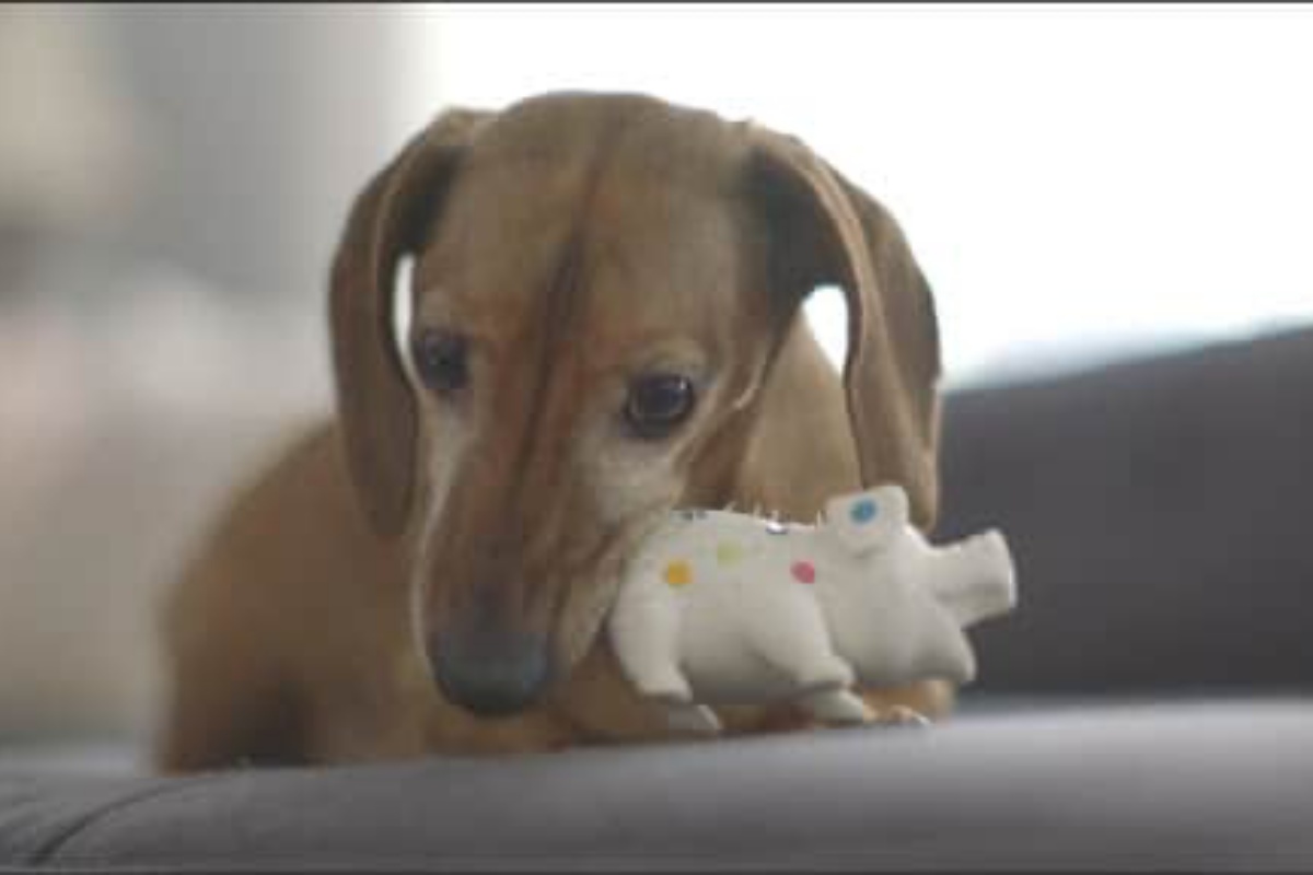 Dopo 5 lunghi anni, il piccolo Finn si è riunito con il suo gioco preferito