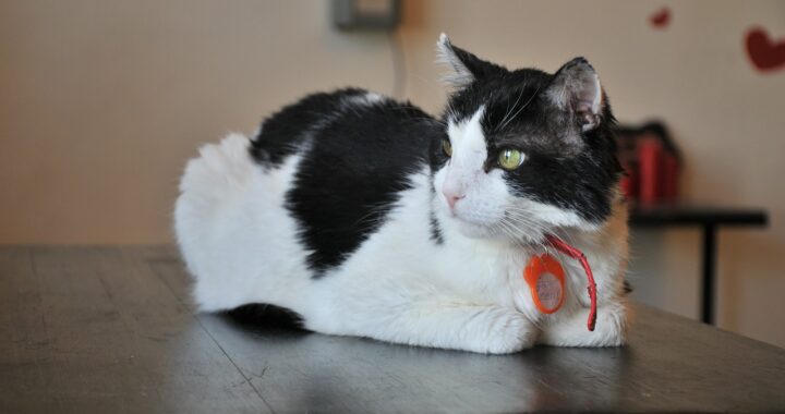 Gatto con 7 cuori sulla pelliccia