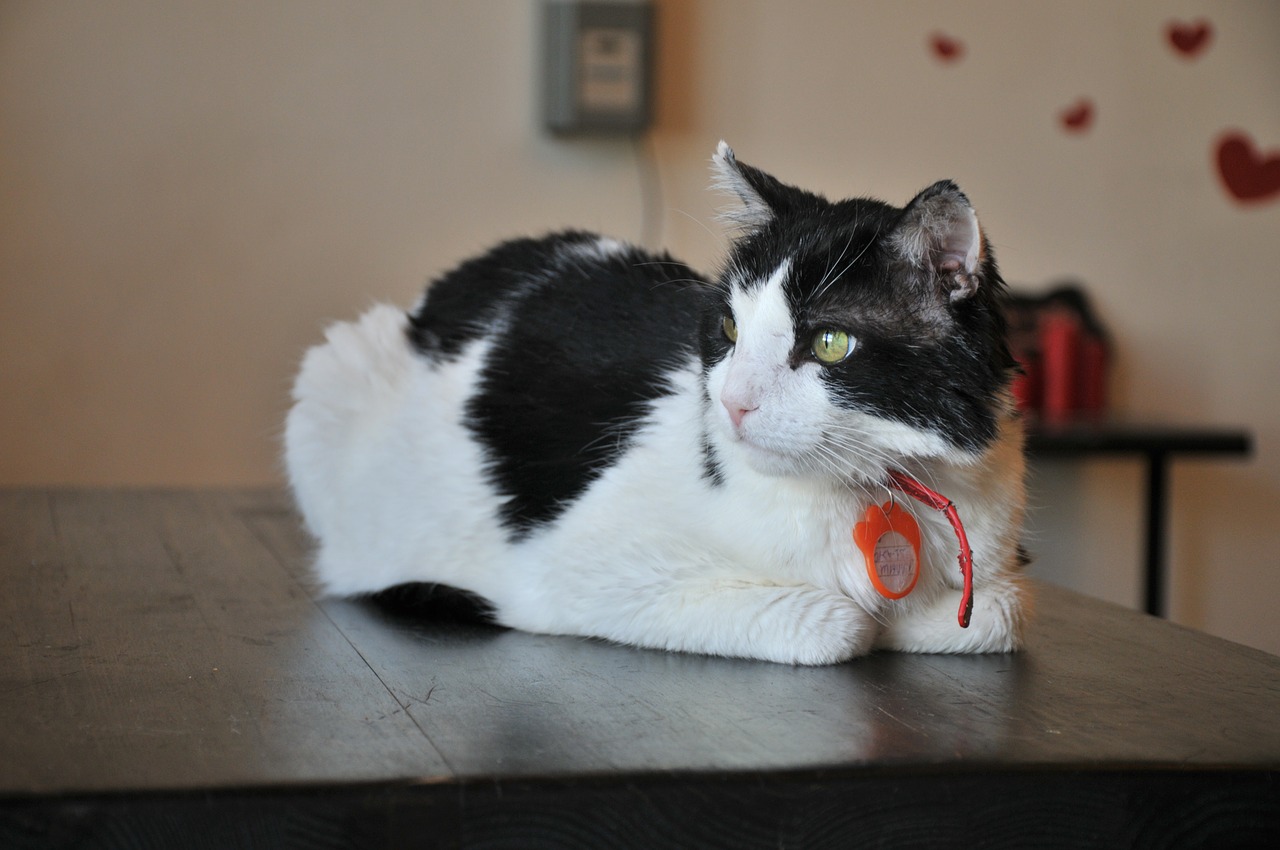 Gatto con 7 cuori sulla pelliccia