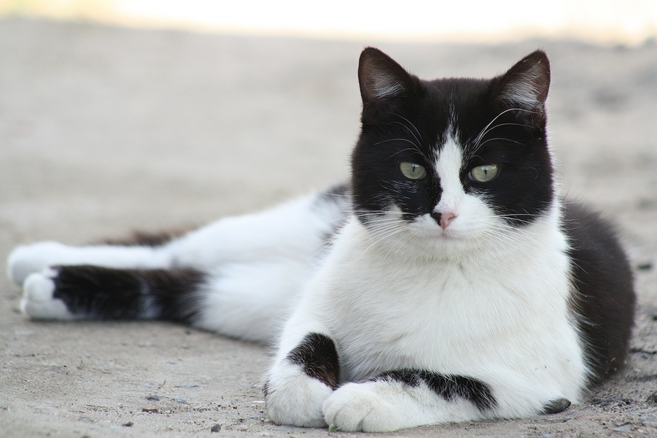 Gatto mangia dolci