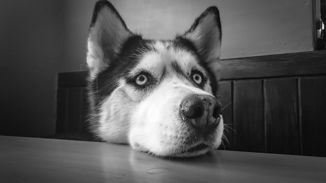 Husky paga il fattorino dell'acqua