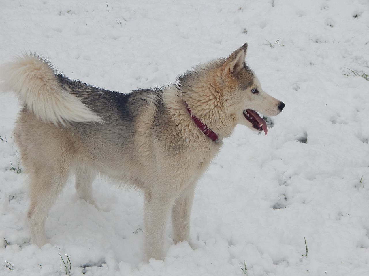 Husky sulla neve