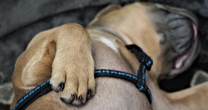Donna resta esterrefatta quando scopre dove dorme il suo cane dopo avergli comprato un costoso cuscino nuovo