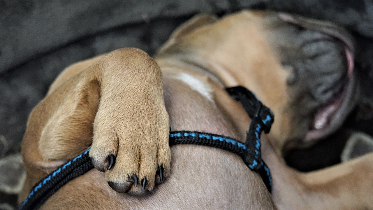 cucciolo dorme nel portafrutta