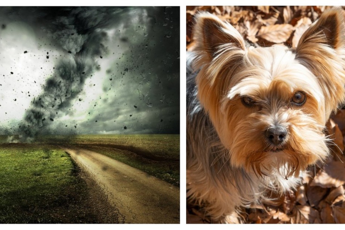 Donna fugge durante il tornado, ma poche ore scopre tutto ciò che era accaduto al suo cane