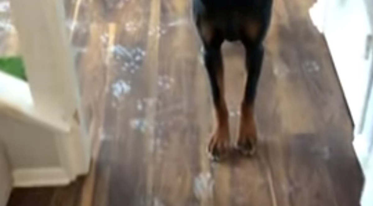Mamma torna a casa e trova delle strane impronte sul pavimento: “Ho iniziato a seguirle e quando ho capito, sono corsa a cercare quei due!”