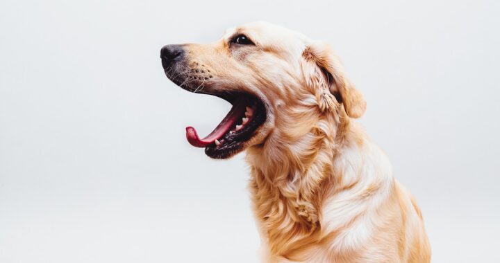Progetta un carrello speciale per permettere al suo golden retriever anziano di continuare ad accompagnarlo nelle sue avventure