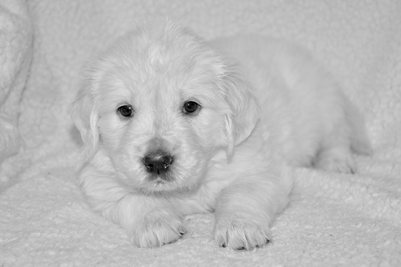 Mamma legata con i cuccioli