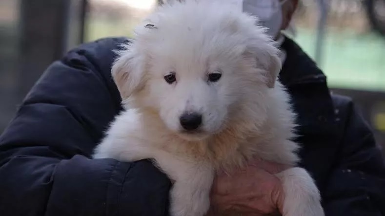 Il cane di nome Nebbia