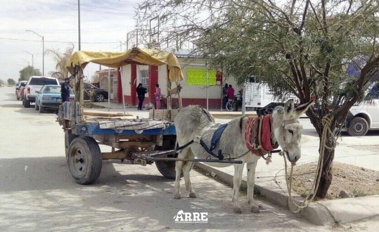 Asino malato in Messico