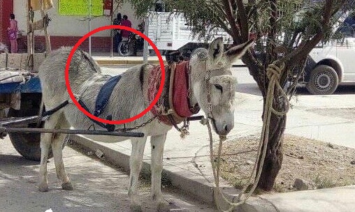 La schiena deformata dell'animale