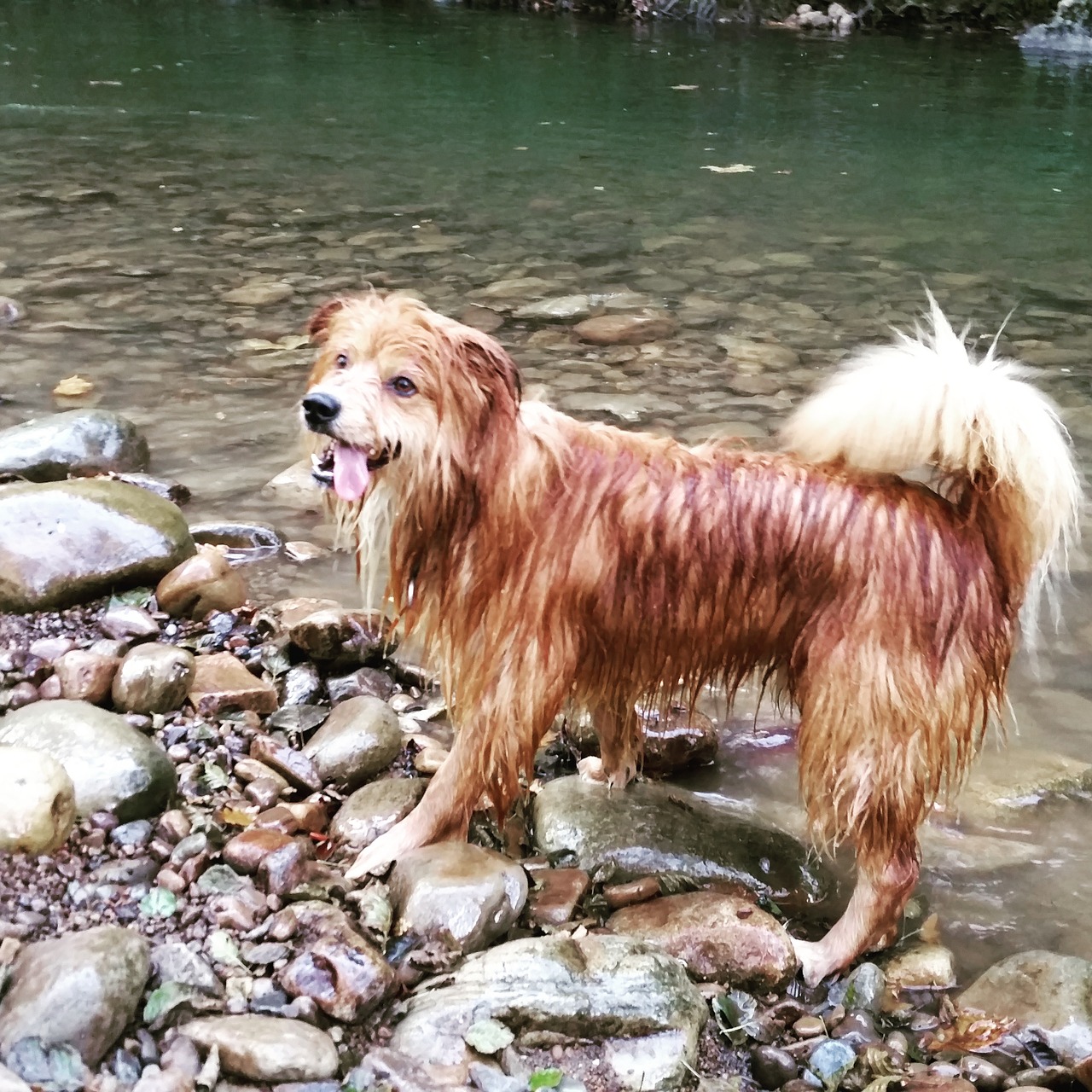 Cane annega nel fiume