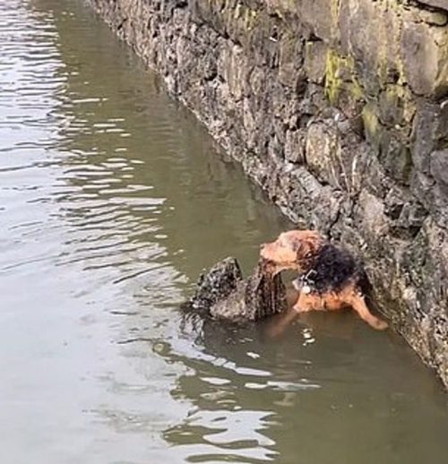 Ruby caduta in acqua