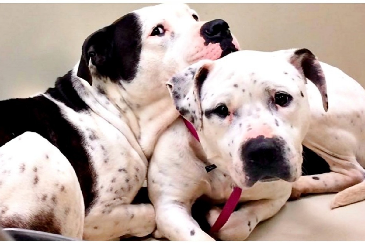 Coppia vede le foto di Nina e Gus, dopo la perdita del proprio cane: ecco cosa decide di fare