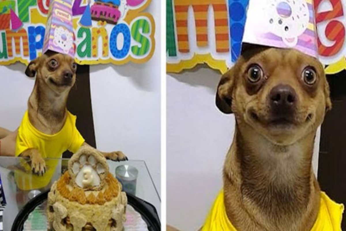 (VIDEO) La reazione di Odino quando vede la sua prima torta di compleanno