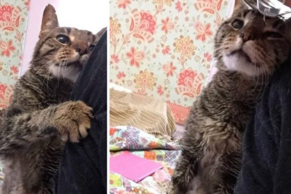 “Lo hanno dovuto abbandonare!” La triste storia del gatto Orion