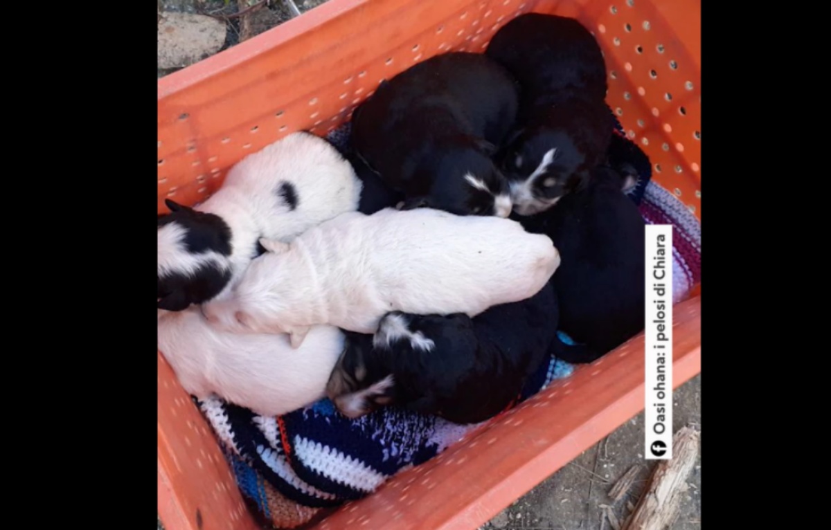 Otto cuccioli gettati in un pozzo
