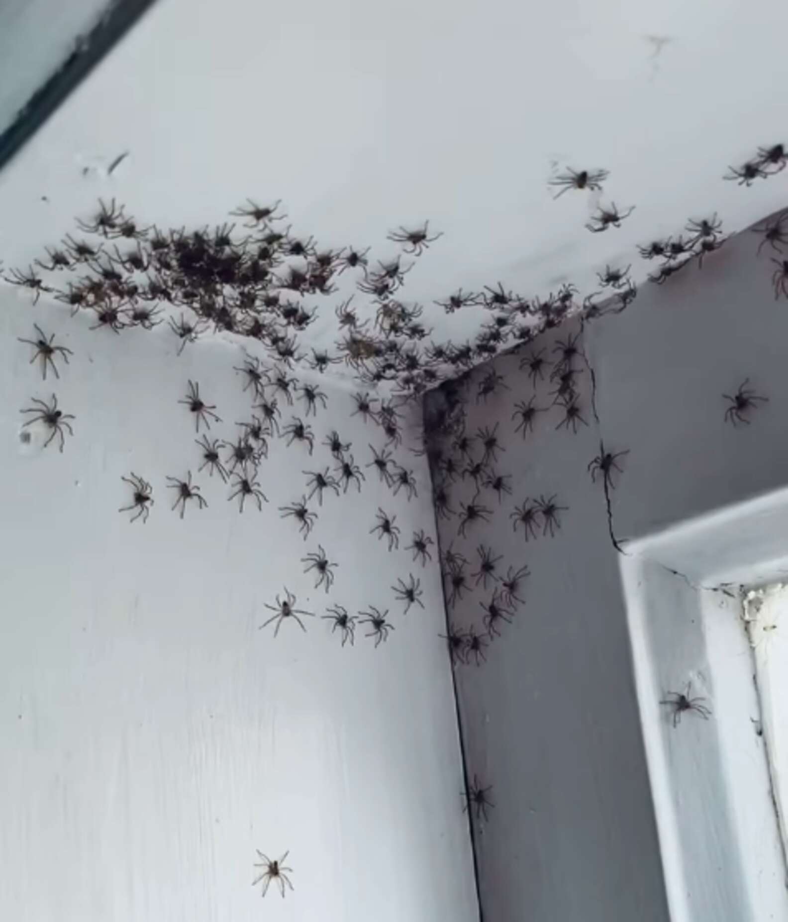 Famiglia di aracnidi in casa