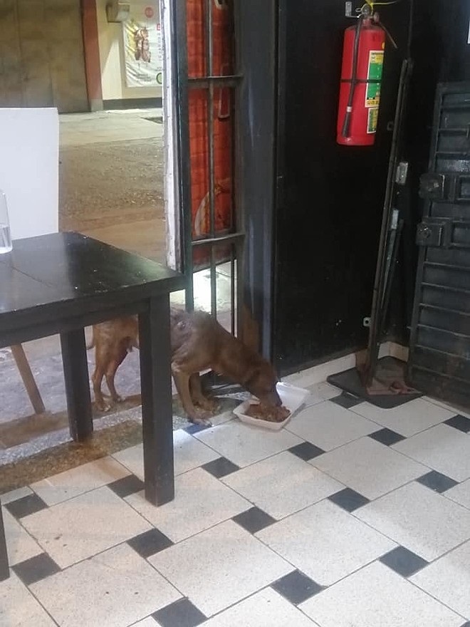 Cane mangia al ristorante